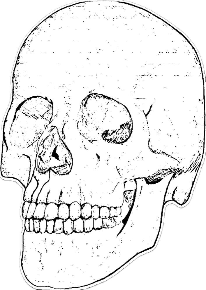 skull